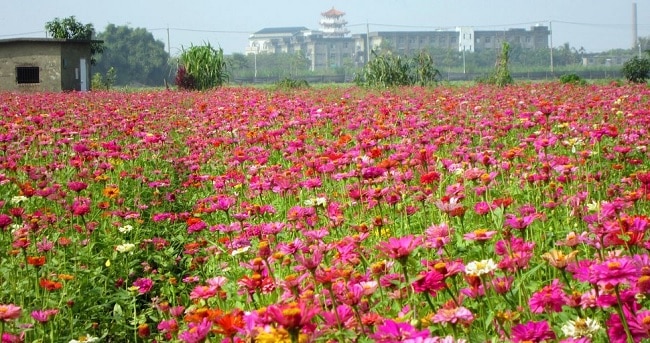 campo de zinias