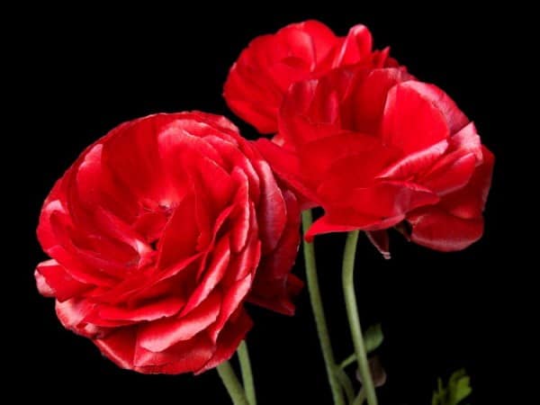 significado de las flores rojas