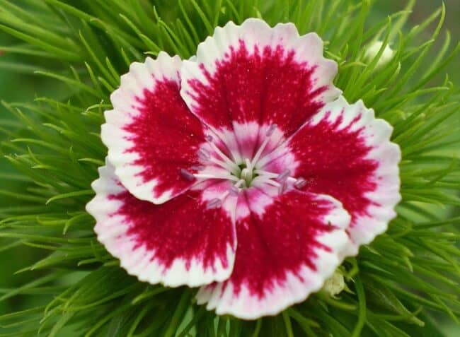 flor clavel