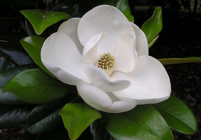 flor magnolia