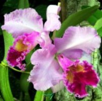 1 orquídeas