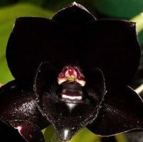 37 1 orquidea negra