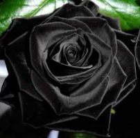 37 rosas negras