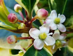 Holly - flor de bach