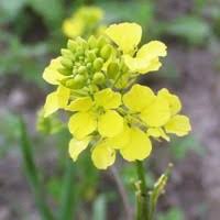 Mustard - flor de bach