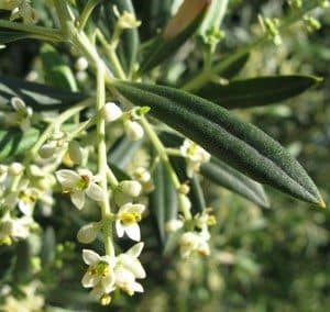 Olive - flor de bach