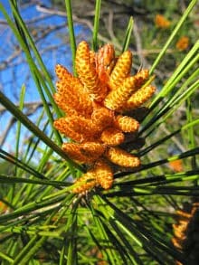 Pine - flor de bach