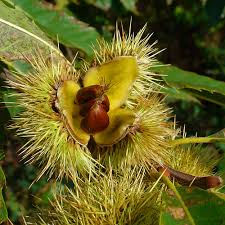Sweet Chestnut - flor de bach