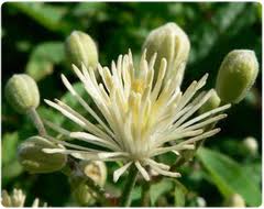 clematis - flor de bach