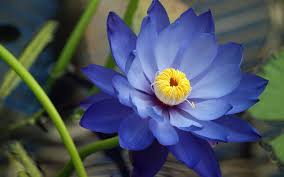 significado flor de loto azul