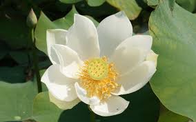 significado flor de loto blanca