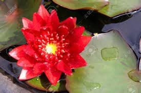 significado flor de loto roja