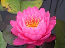 significado flor de loto rosa