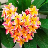 flores hawaianas plumerias