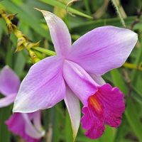 orquídeas hawaianas
