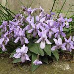 viola japonica