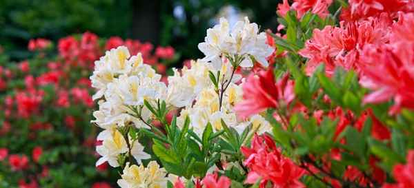 ▷ Significado de las【AZALEAS】? |