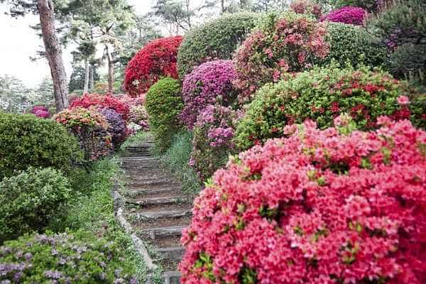 ▷ Significado de las【AZALEAS】? |