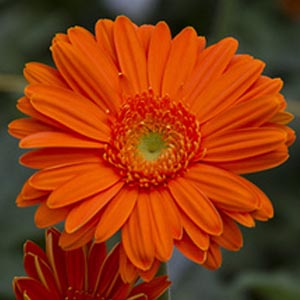 ▷ Significado de la【GERBERA】? |