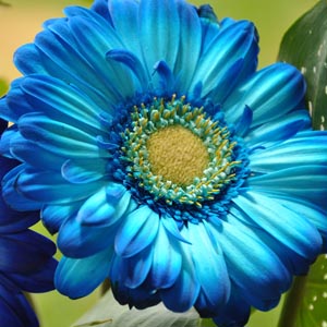 ▷ Significado de la【GERBERA】? |