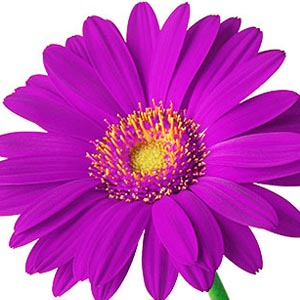 ▷ Significado de la【GERBERA】? |