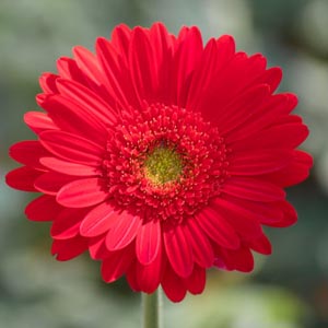 ▷ Significado de la【GERBERA】? |