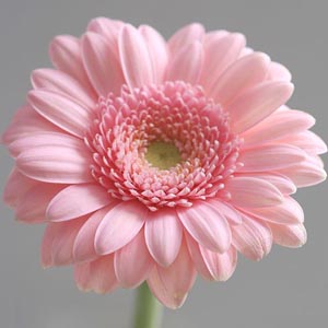 ▷ Significado de la【GERBERA】? |