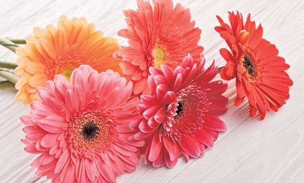 ▷ Significado de la【GERBERA】? |