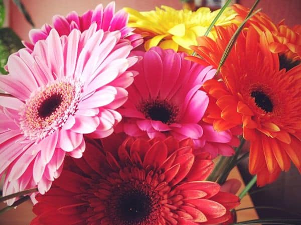 ▷ Significado de la【GERBERA】? |