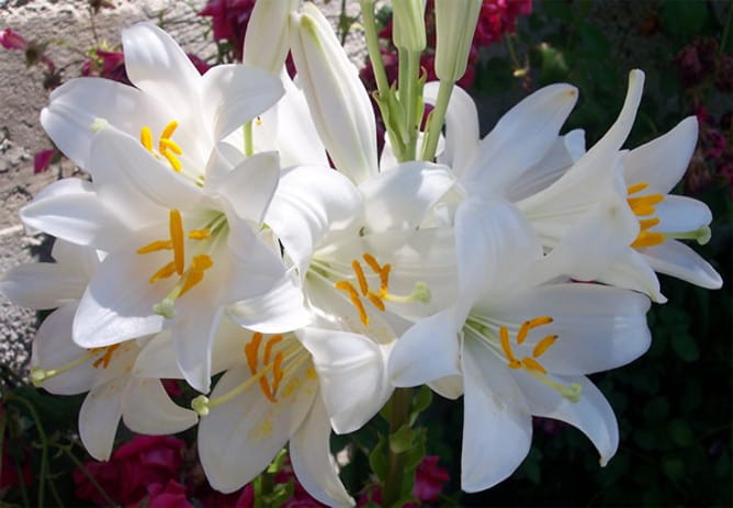 Flor de azucena blanca