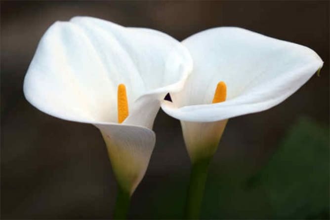 Flor de cala blanca
