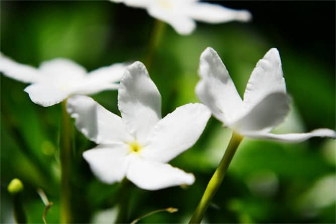 Flor blanca de jazmin