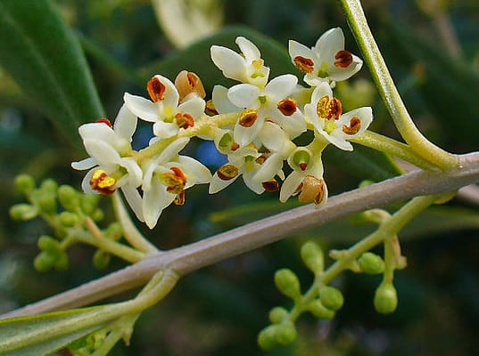 olive blossom